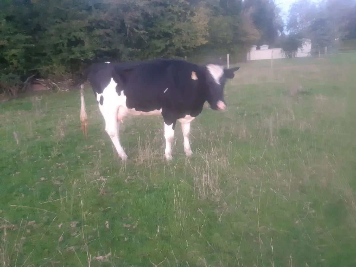 Fr heifer after calving