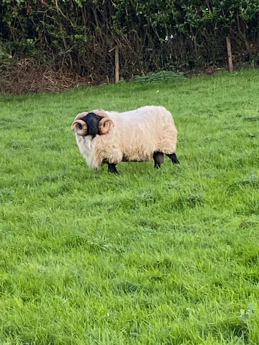 Blackface mountain ram Sis eligible ⭐️⭐️ - Image 1