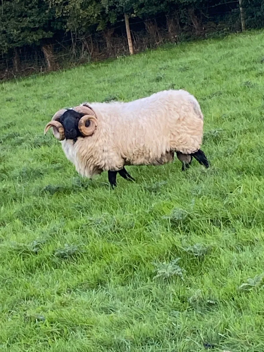 Blackface mountain ram Sis eligible ⭐️⭐️ - Image 2