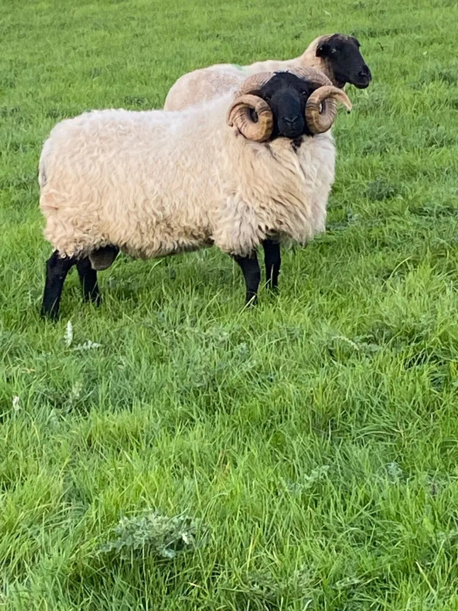 Blackface mountain ram Sis eligible ⭐️⭐️ - Image 3