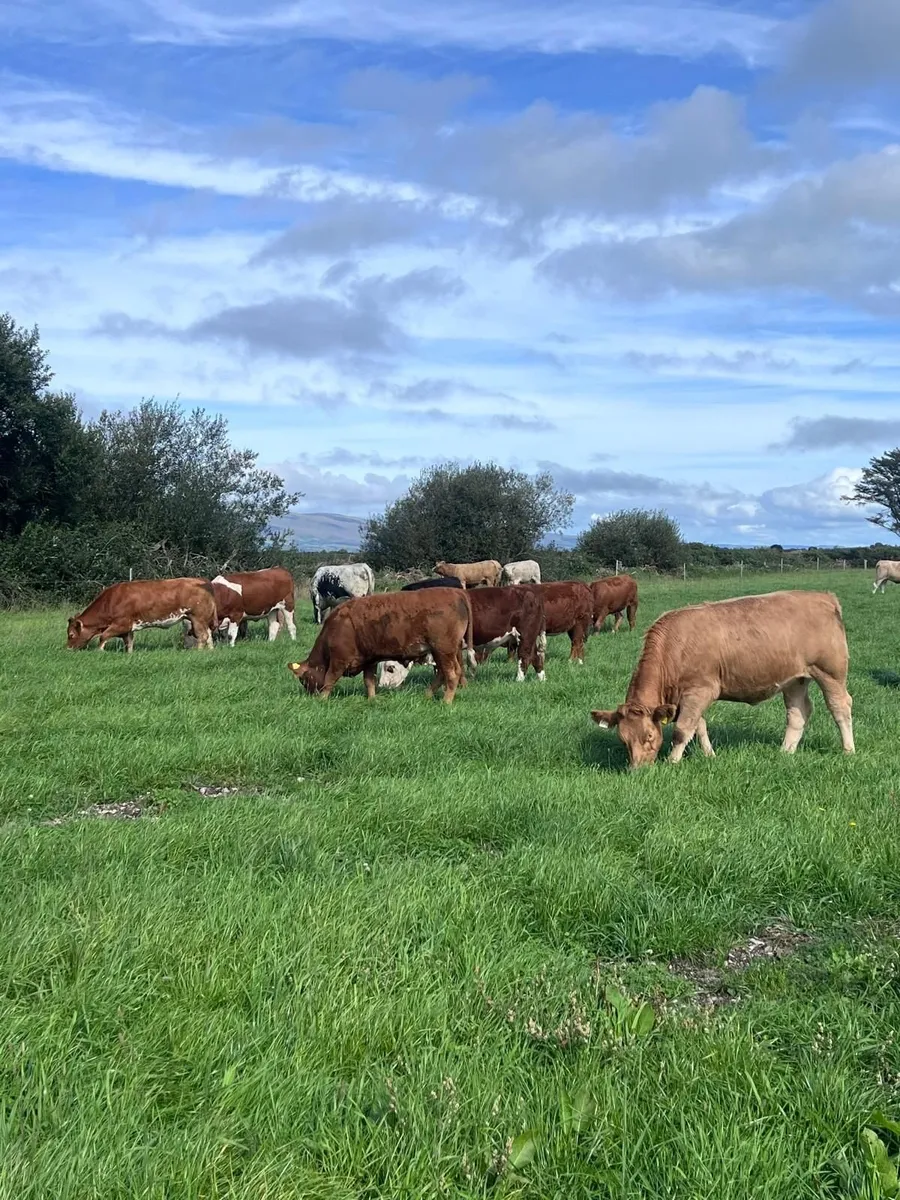 Continental Heifers - Image 1