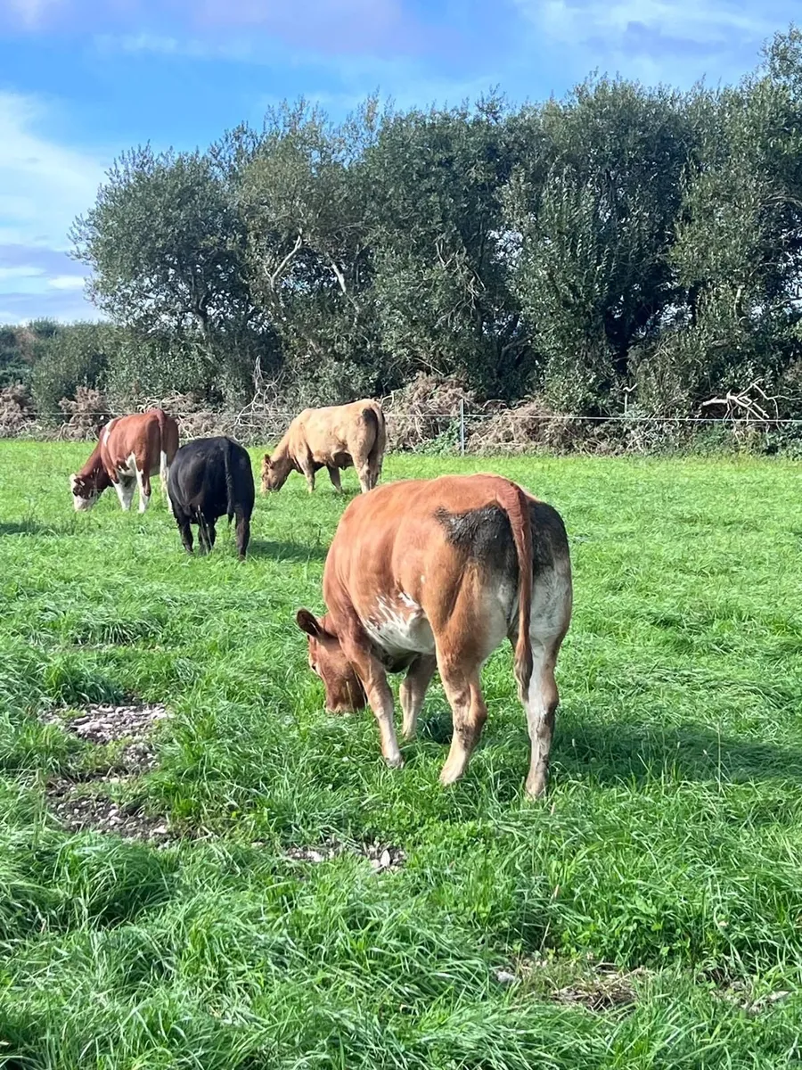 Continental Heifers - Image 4