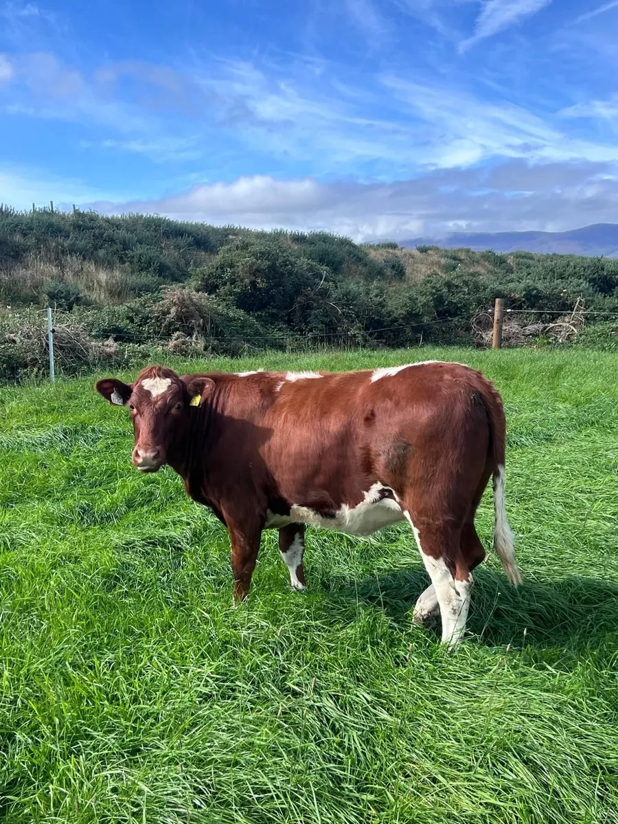 Continental Heifers - Image 2