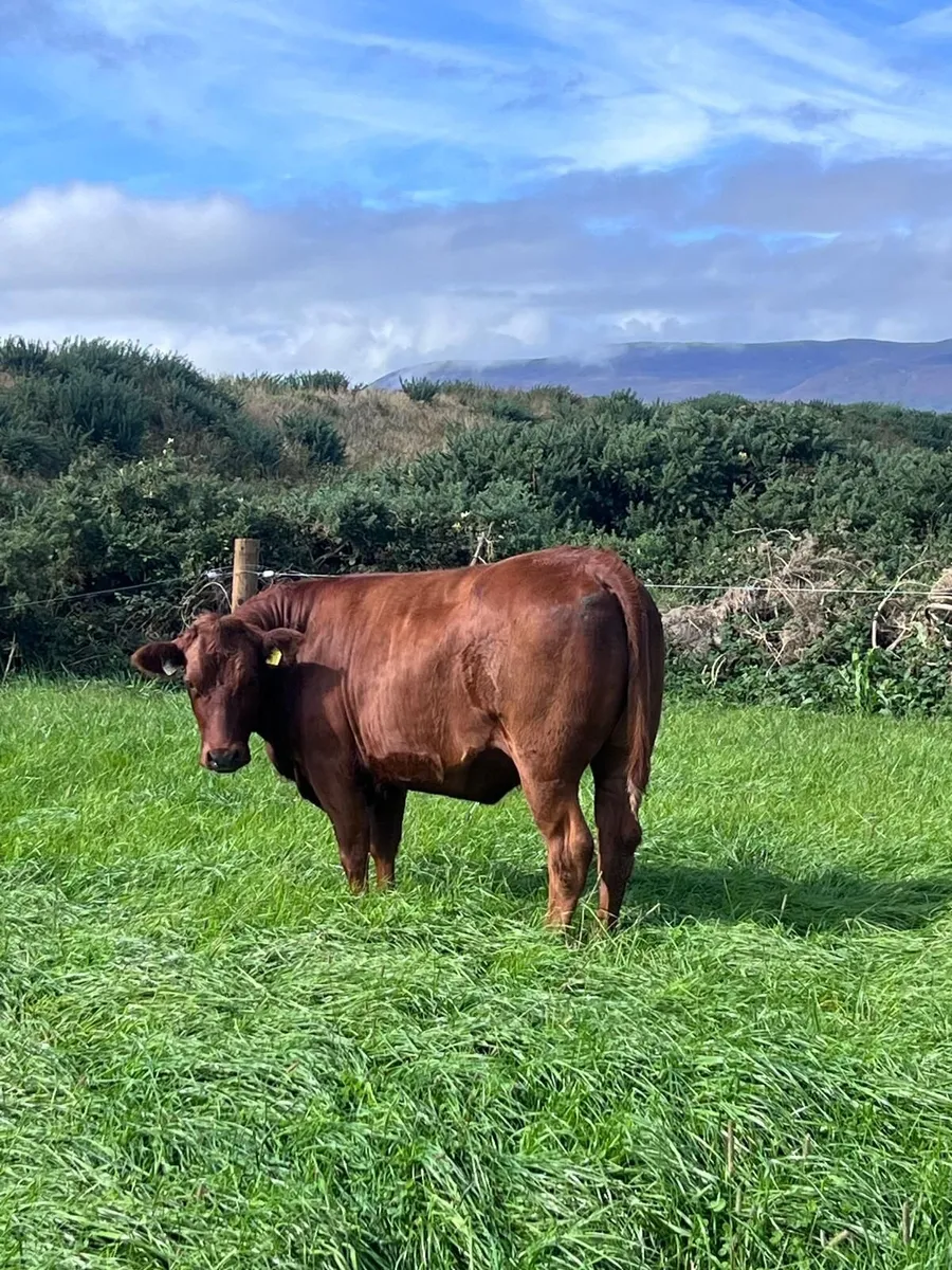 Continental Heifers - Image 3