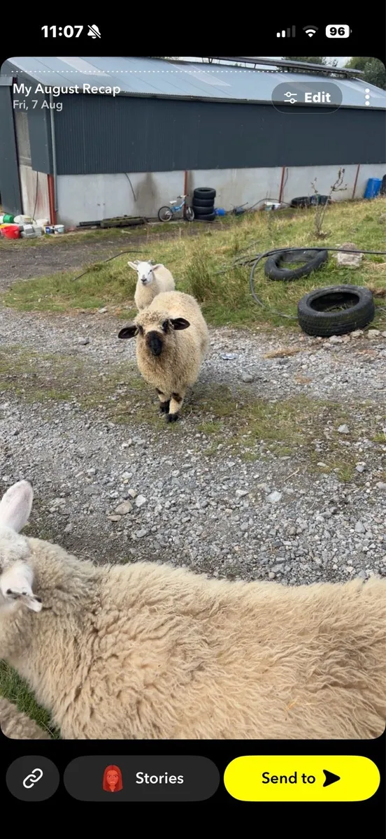 Valis blacknose ram lamb - Image 1