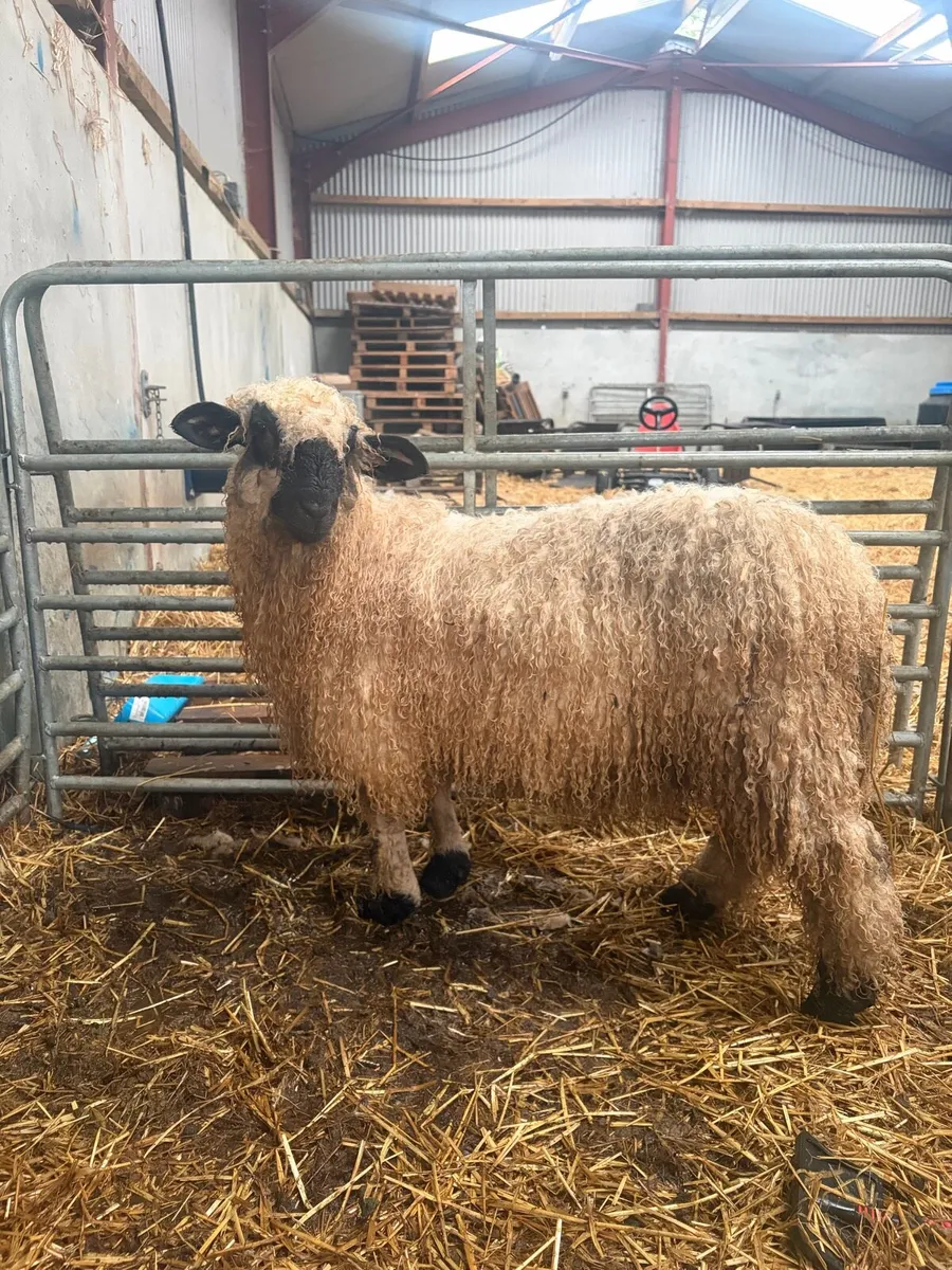Valis blacknose ram lamb - Image 4