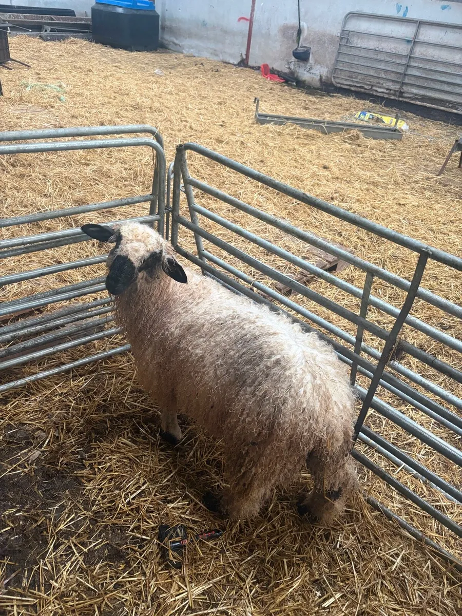 Valis blacknose ram lamb - Image 2