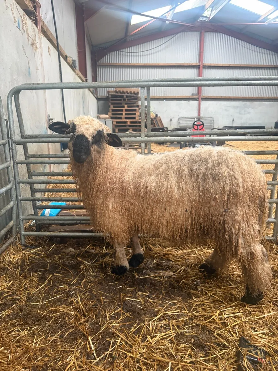 Valis blacknose ram lamb - Image 3