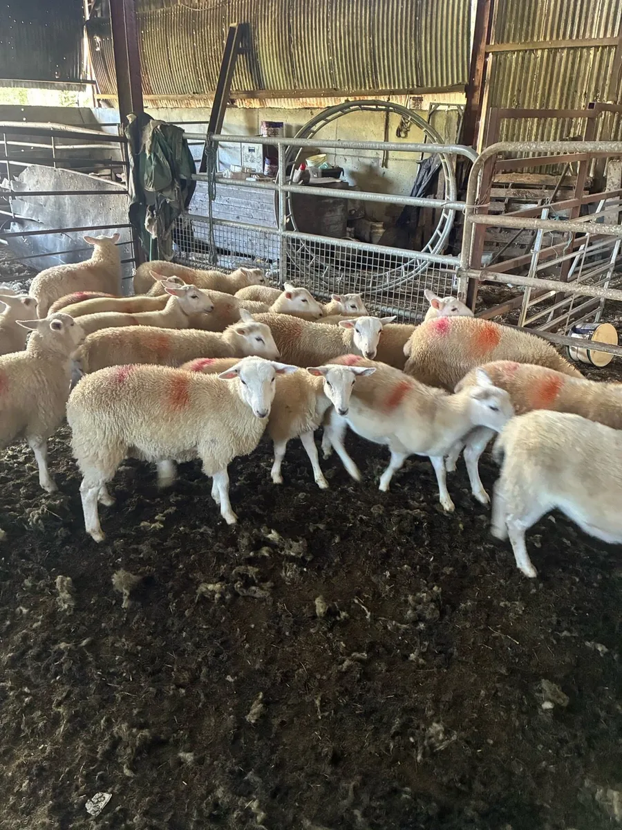 Easycare sheep - Image 2