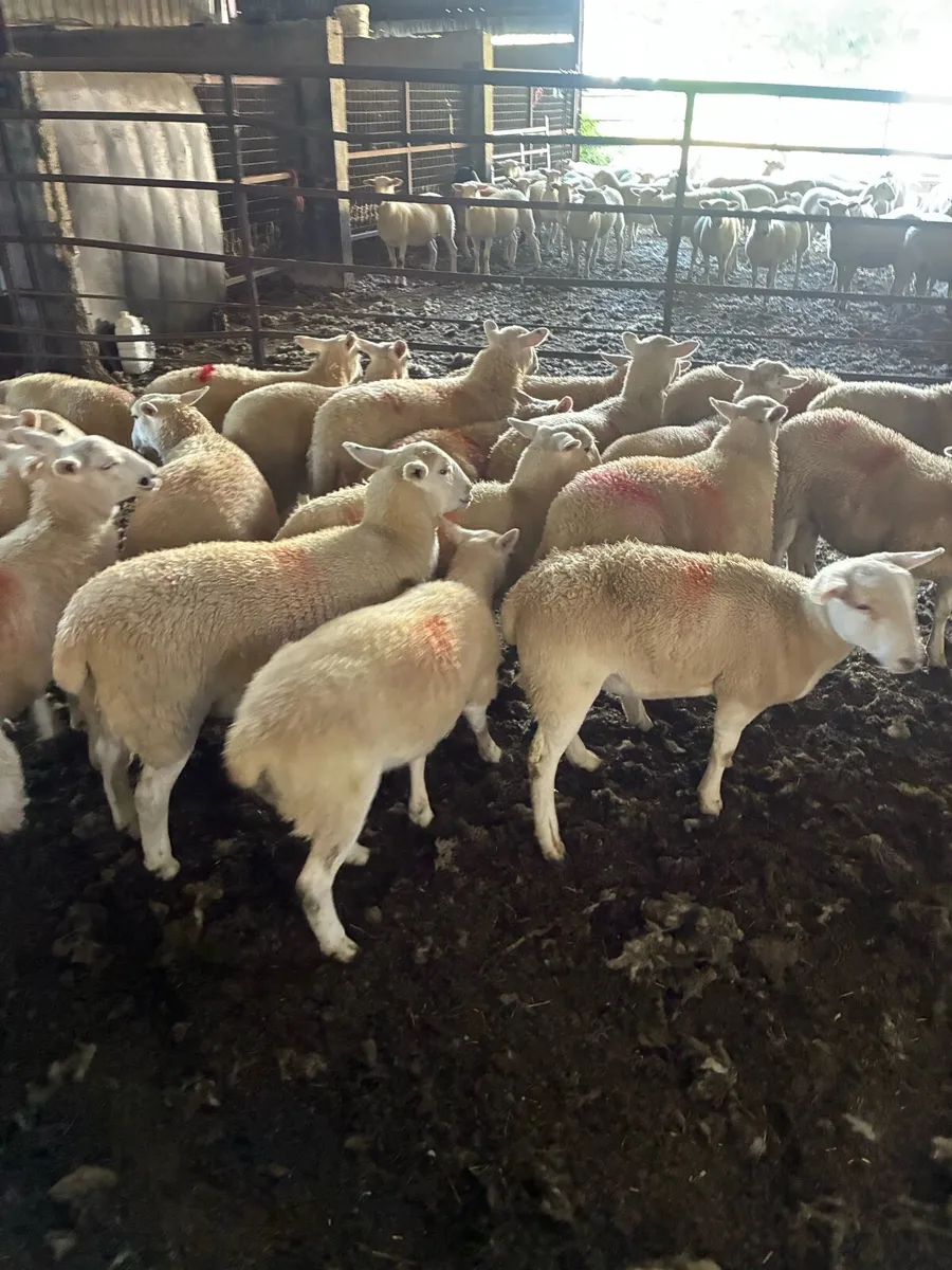 Easycare sheep - Image 3
