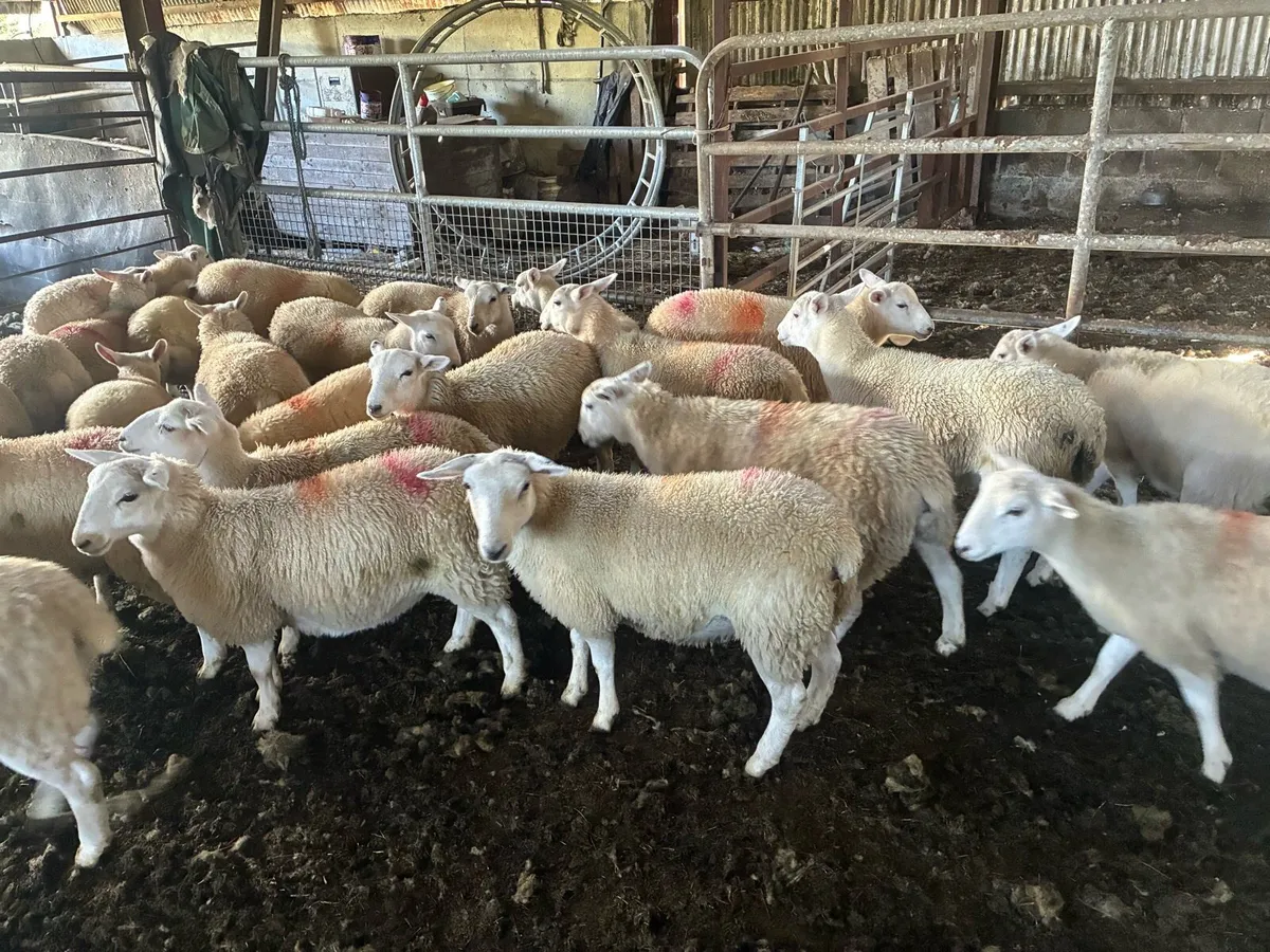 Easycare sheep - Image 1