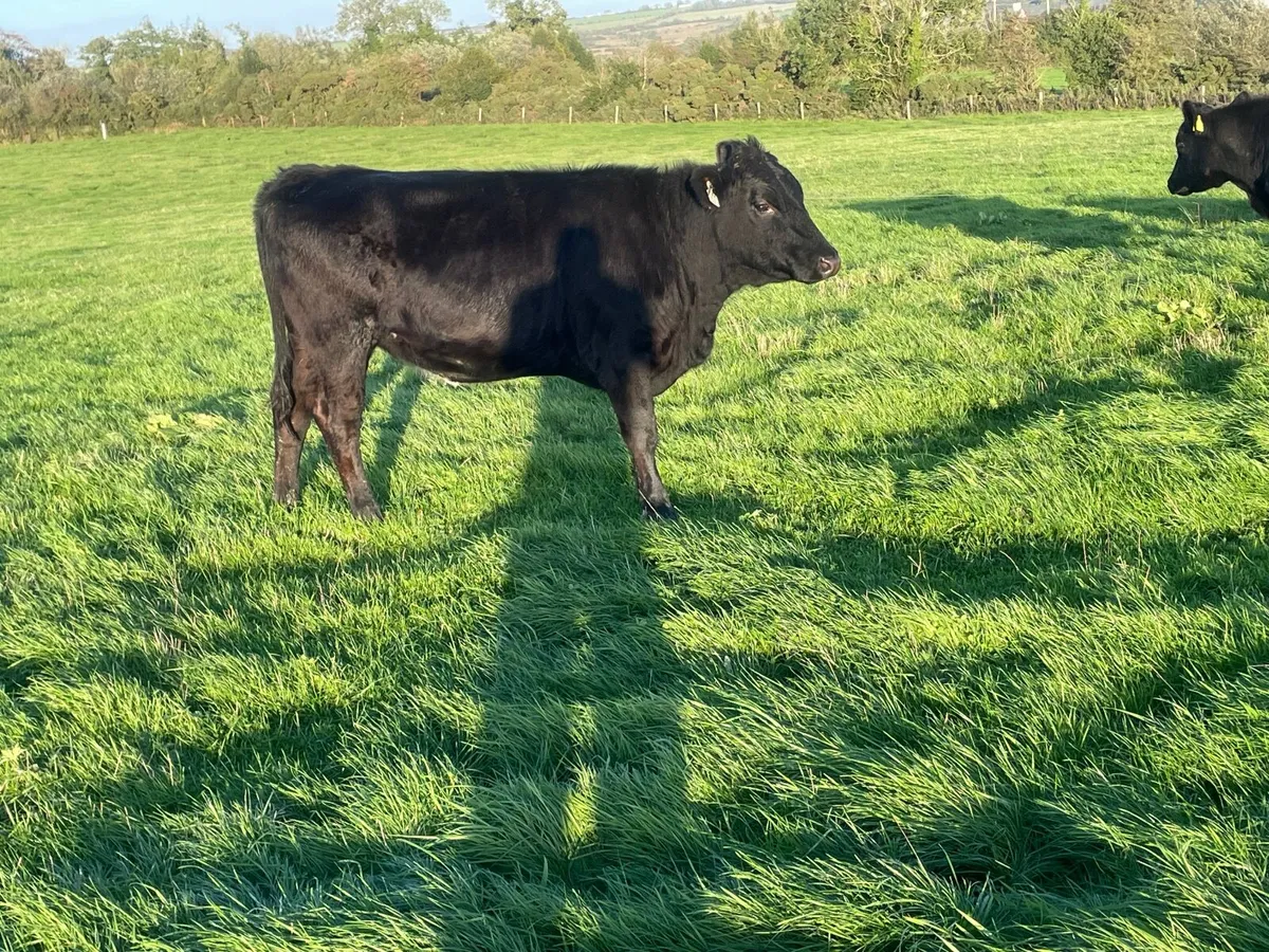 2 Angus heifers for sale - Image 4