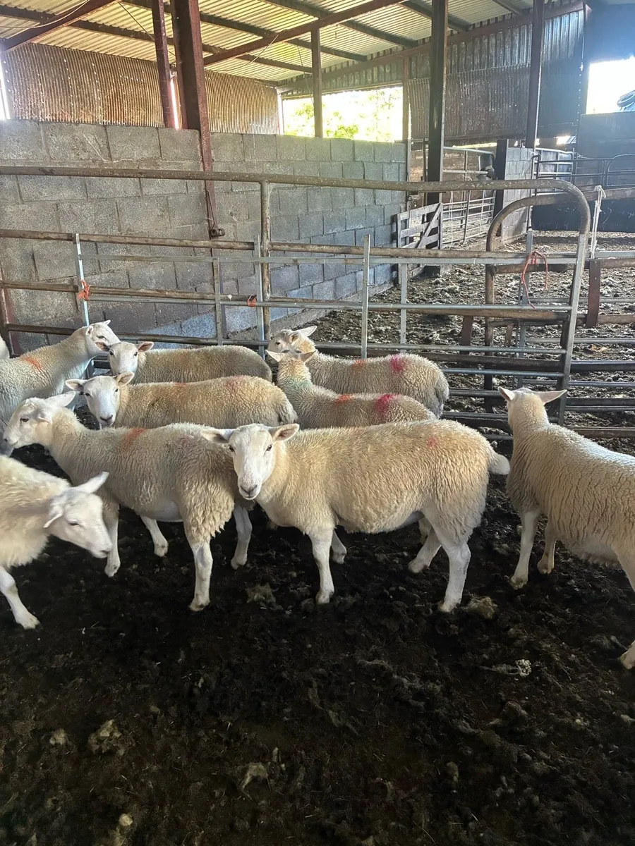 Easycare sheep - Image 4