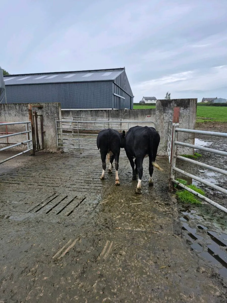 Fr heifers - Image 2