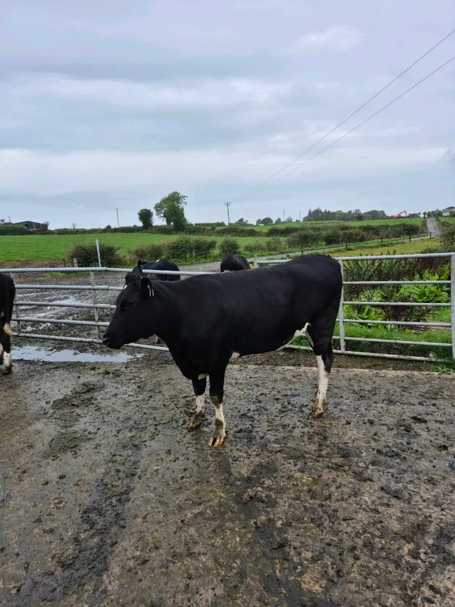 Fr heifers - Image 1