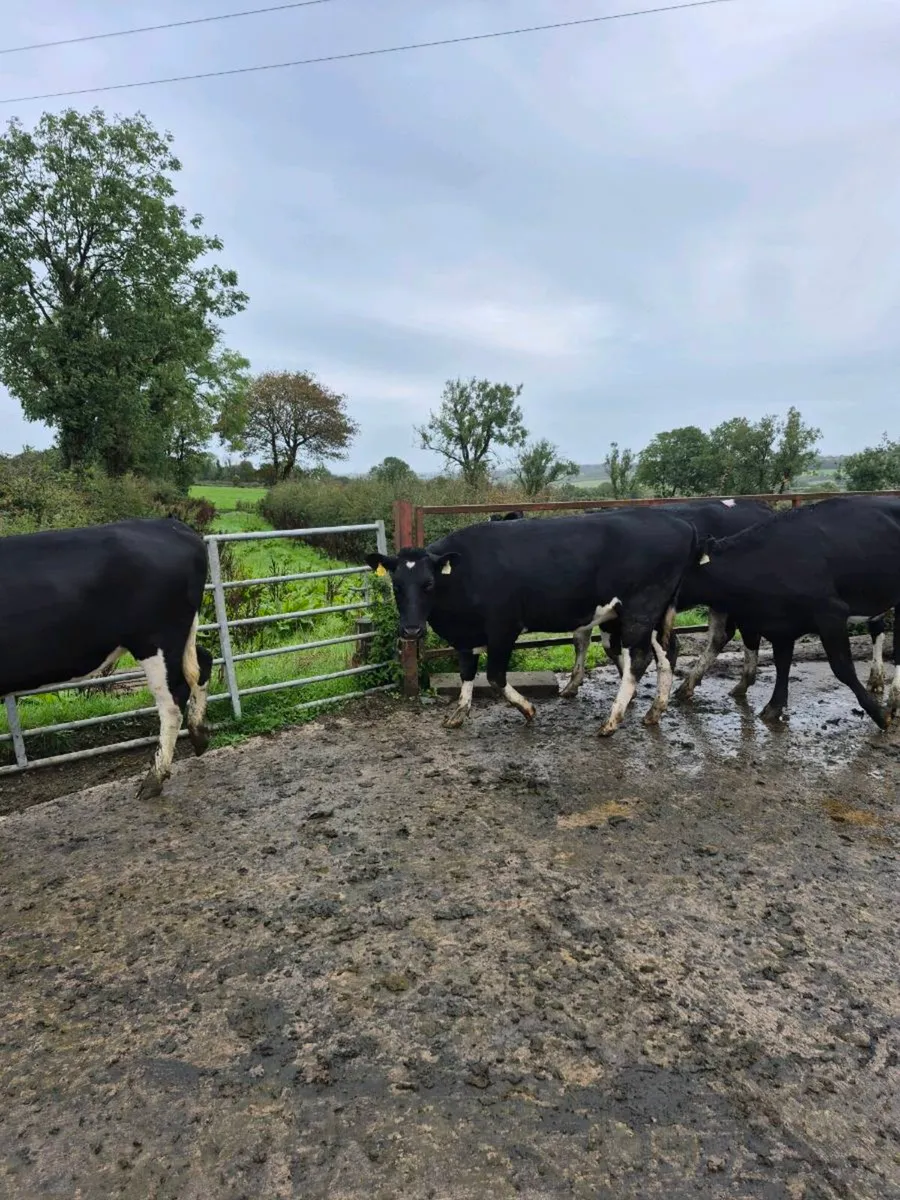 Fr heifers - Image 3