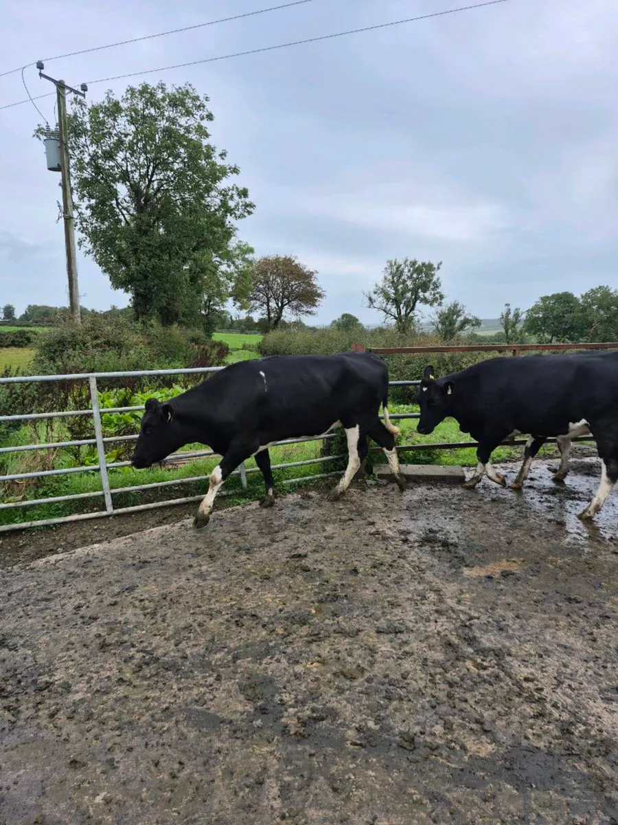Fr heifers - Image 4