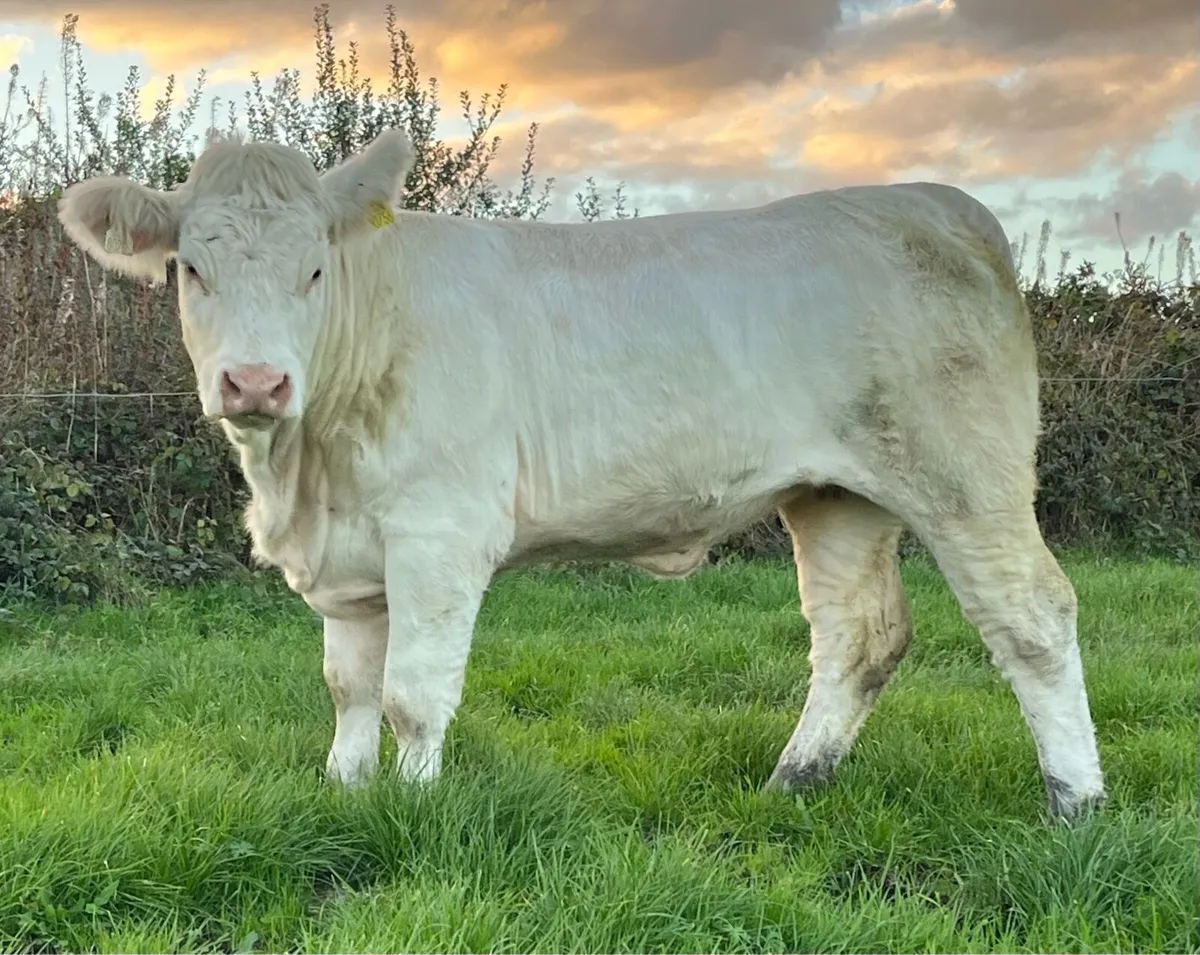 5 Star Pedigree Charolais Heifer - Image 4