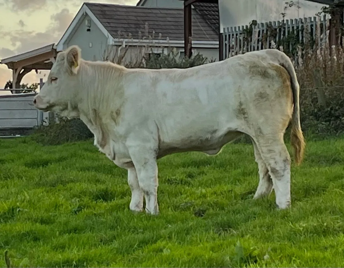 5 Star Pedigree Charolais Heifer - Image 1