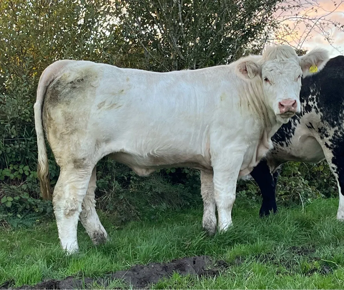 5 Star Pedigree Charolais Heifer - Image 2