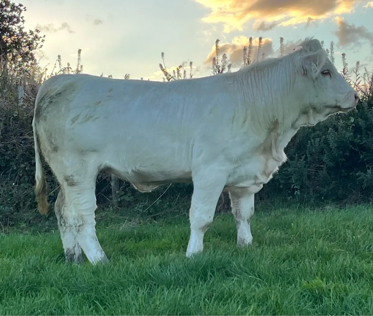 5 Star Pedigree Charolais Heifer - Image 3