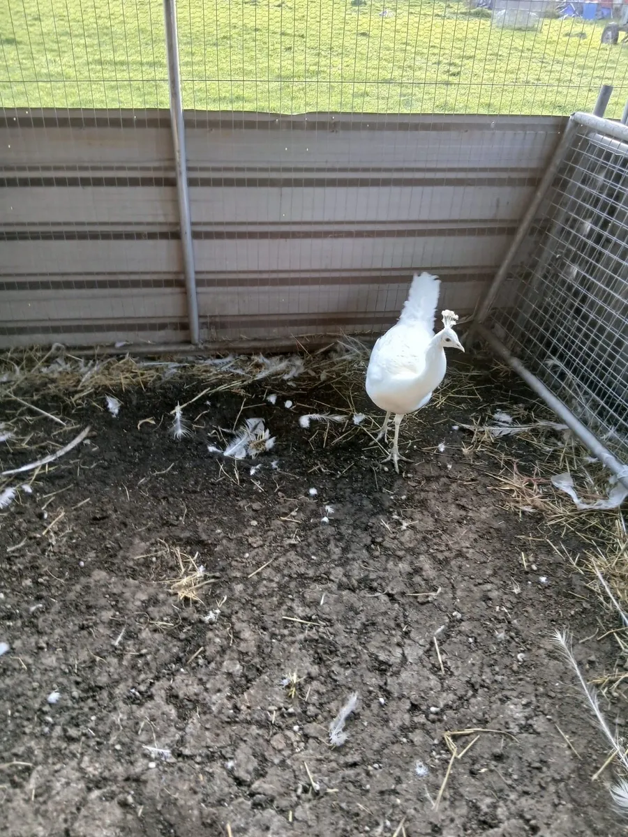 White peacock - Image 1