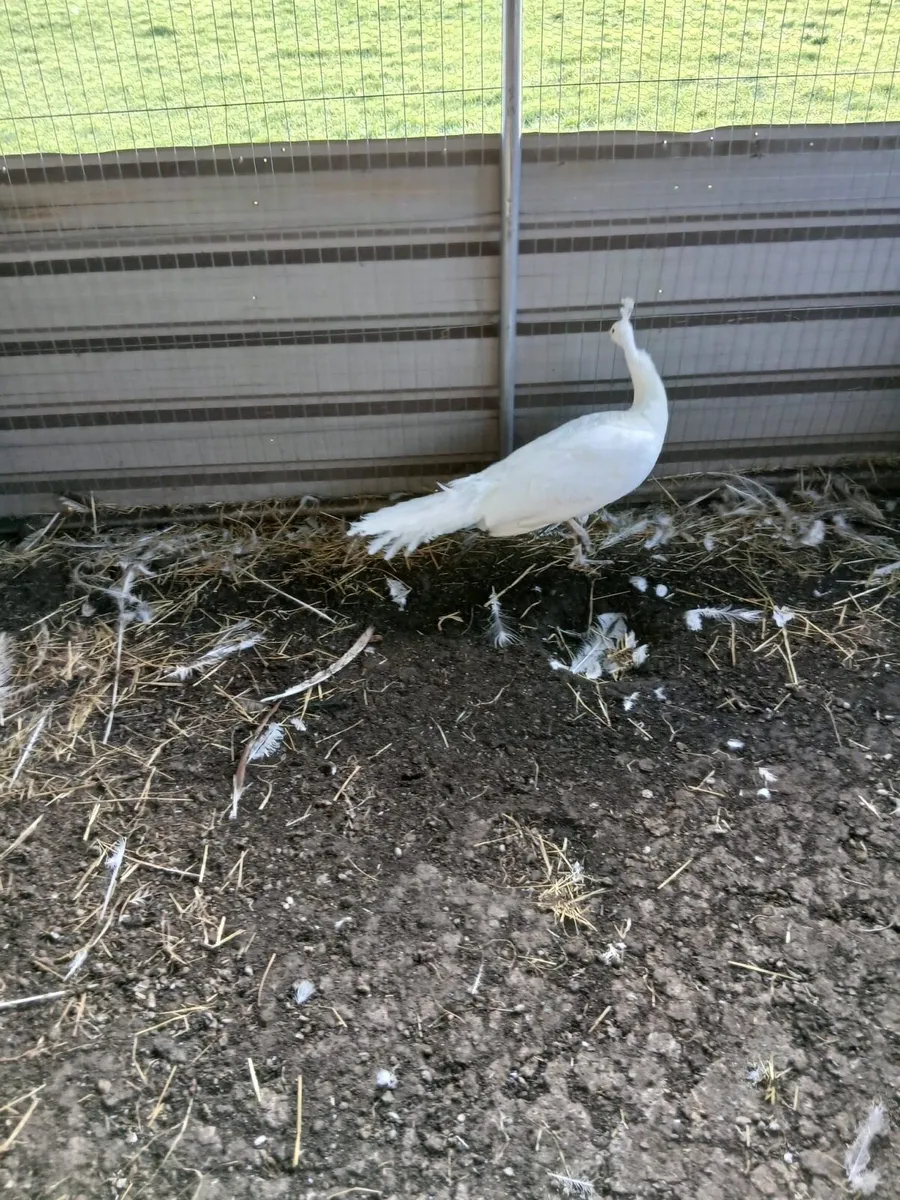 White peacock - Image 2