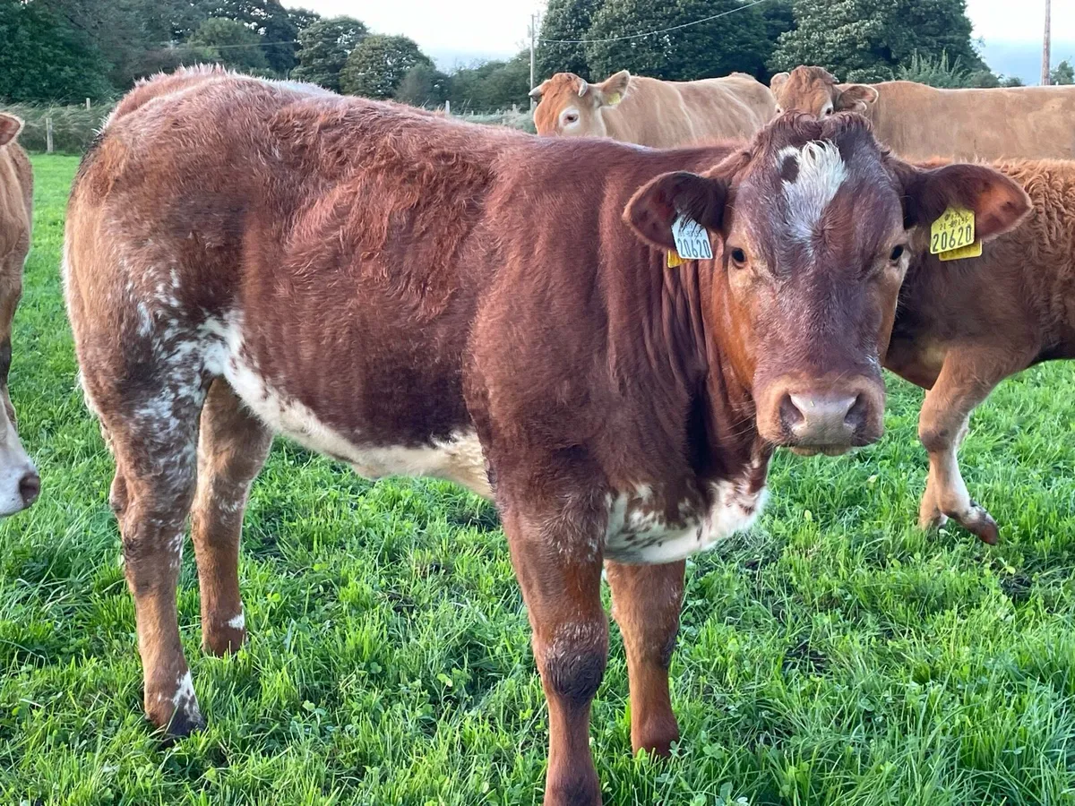 Heifers for sale Ballymote mart 2 oct - Image 1
