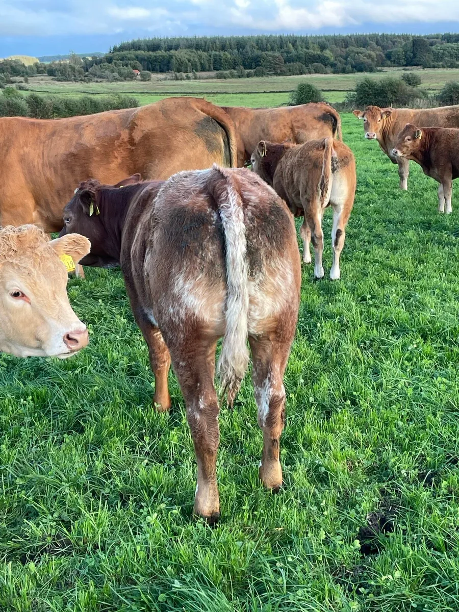 Heifers for sale Ballymote mart 2 oct - Image 2