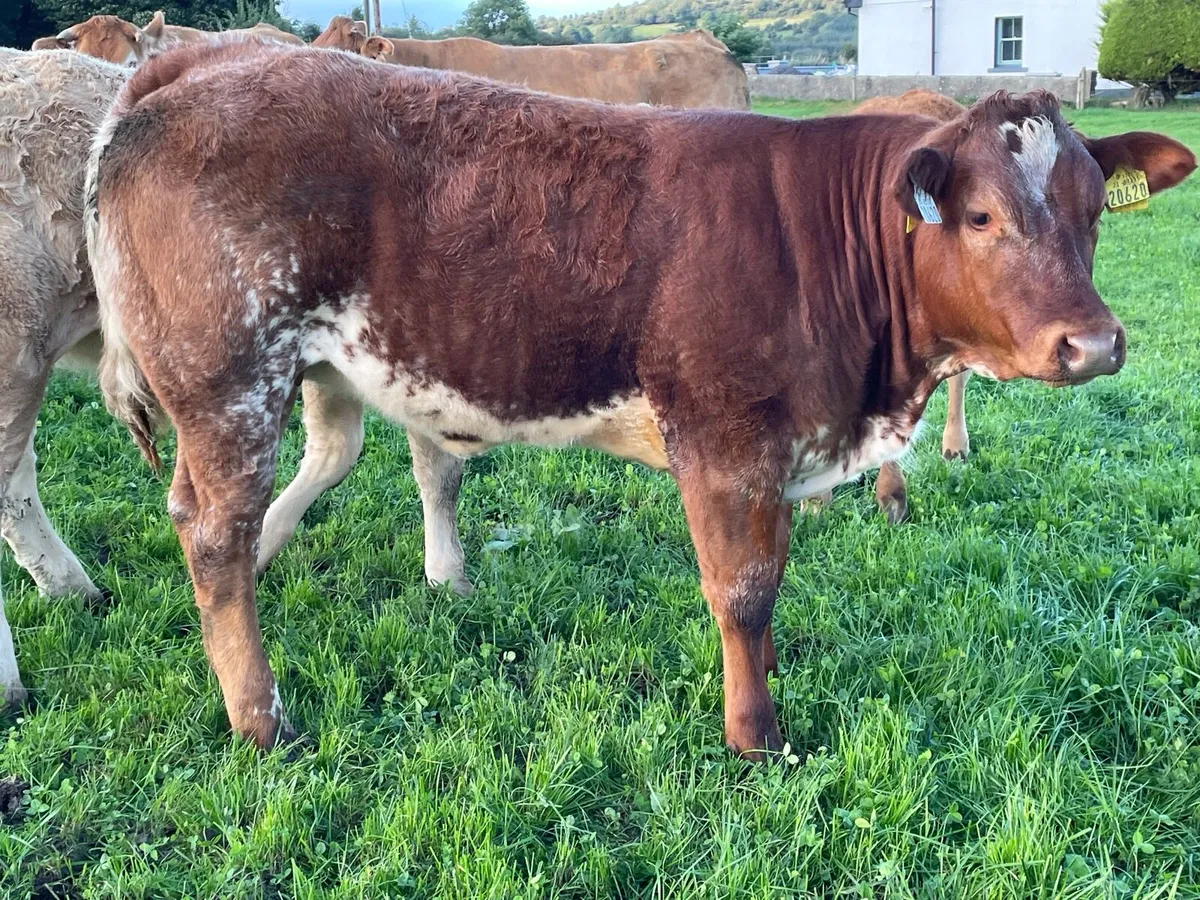 Heifers for sale Ballymote mart 2 oct - Image 3