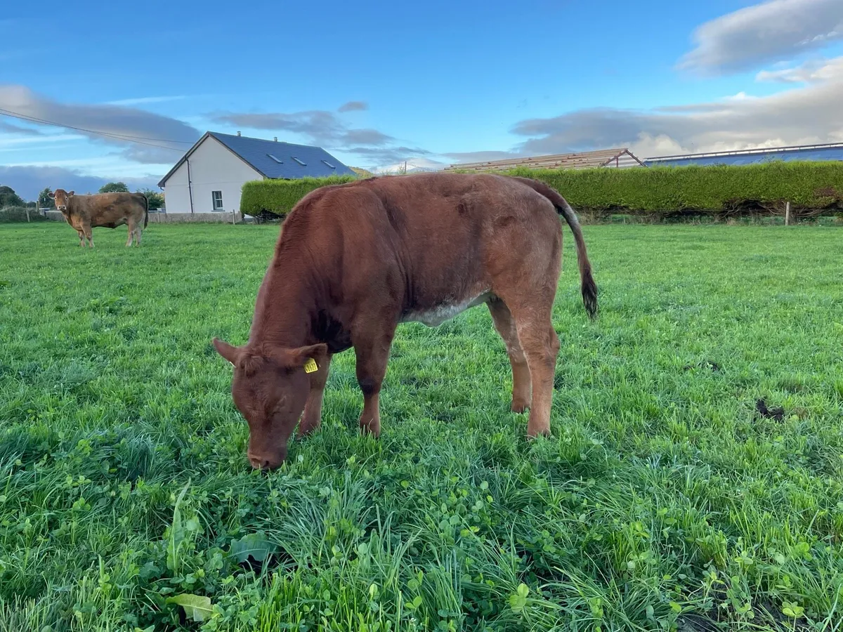 Heifers for sale Ballymote mart 2 oct - Image 4