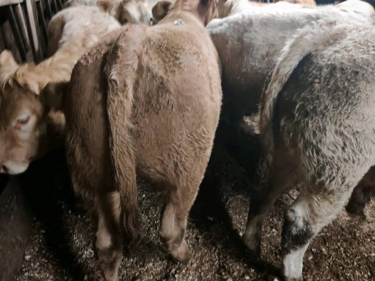 U Grade Chx Bull Weanlings. - Image 3