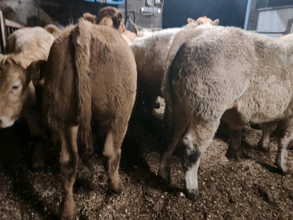 U Grade Chx Bull Weanlings. - Image 4