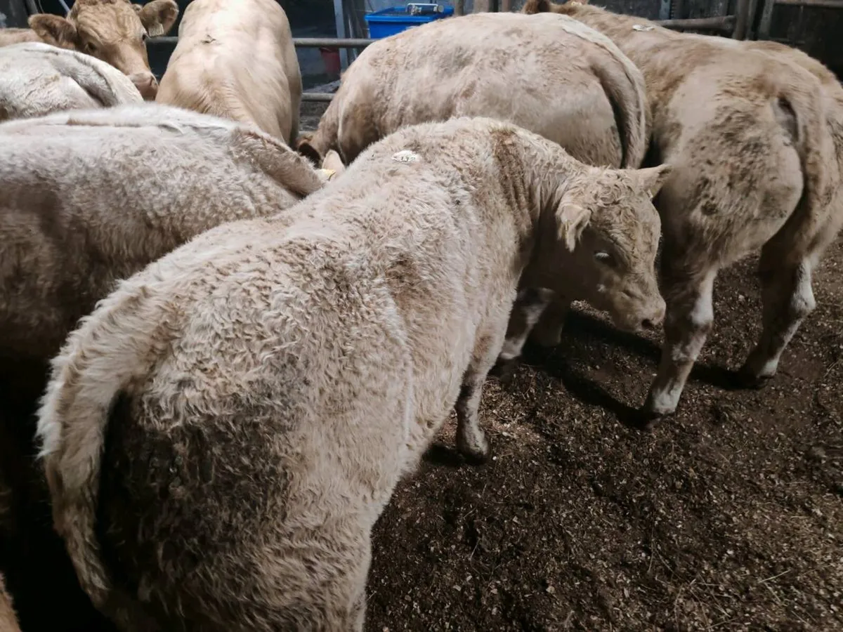U Grade Chx Bull Weanlings. - Image 2