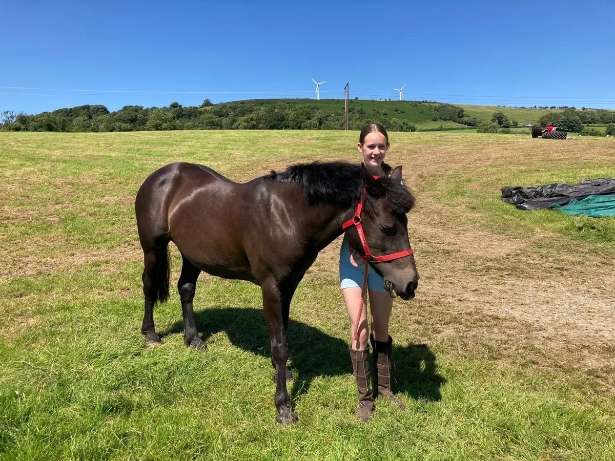 Class 1 Connemara pony - Image 3