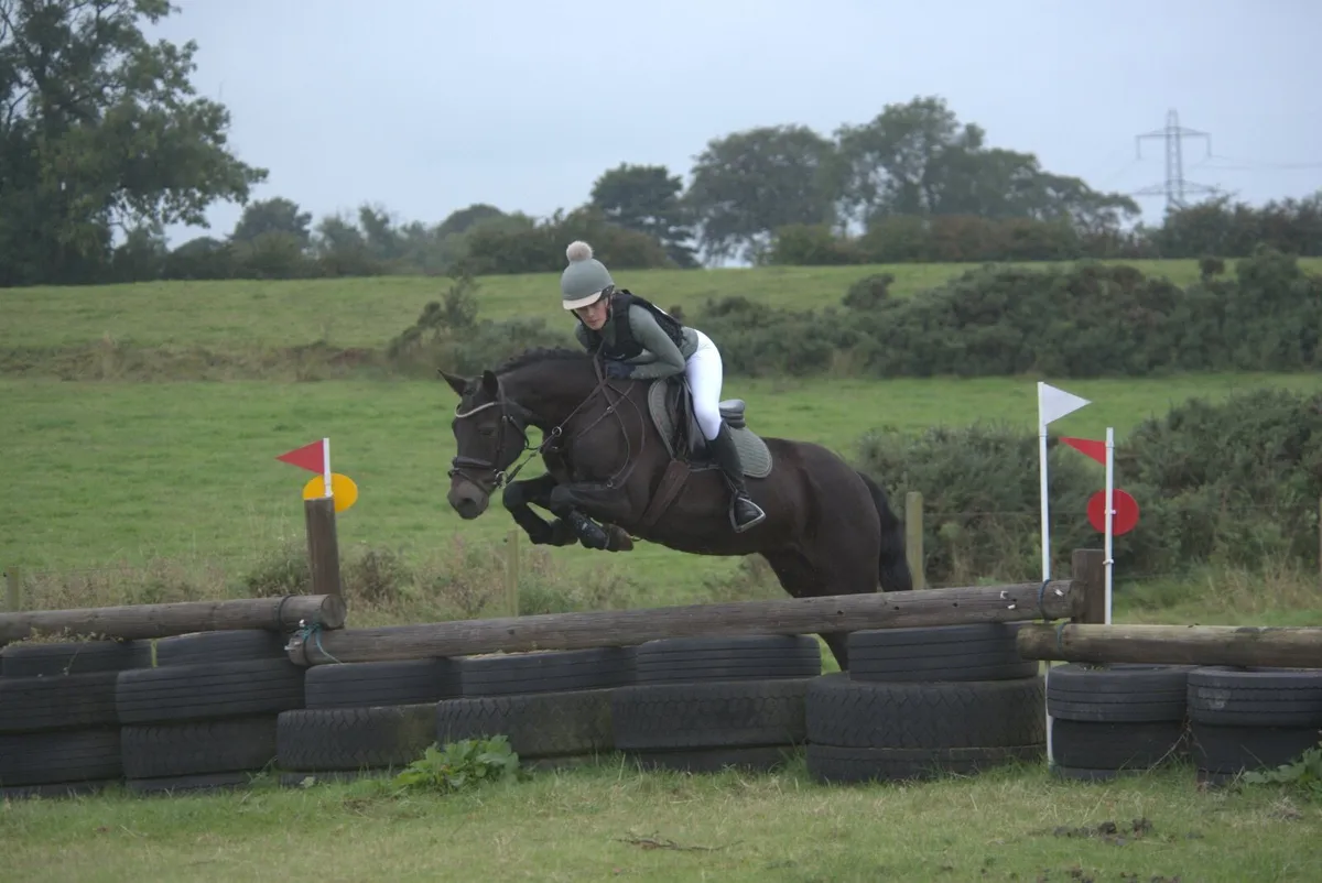 Class 1 Connemara pony - Image 1