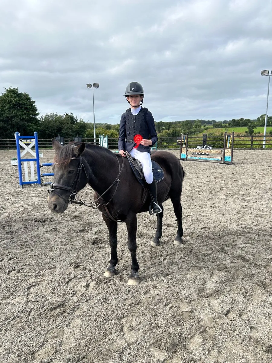 Class 1 Connemara pony - Image 2