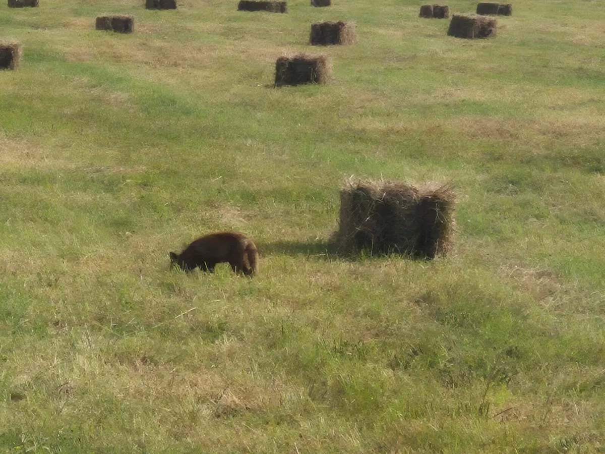 Square bales of hay, top quality, ideal for horses - Image 2