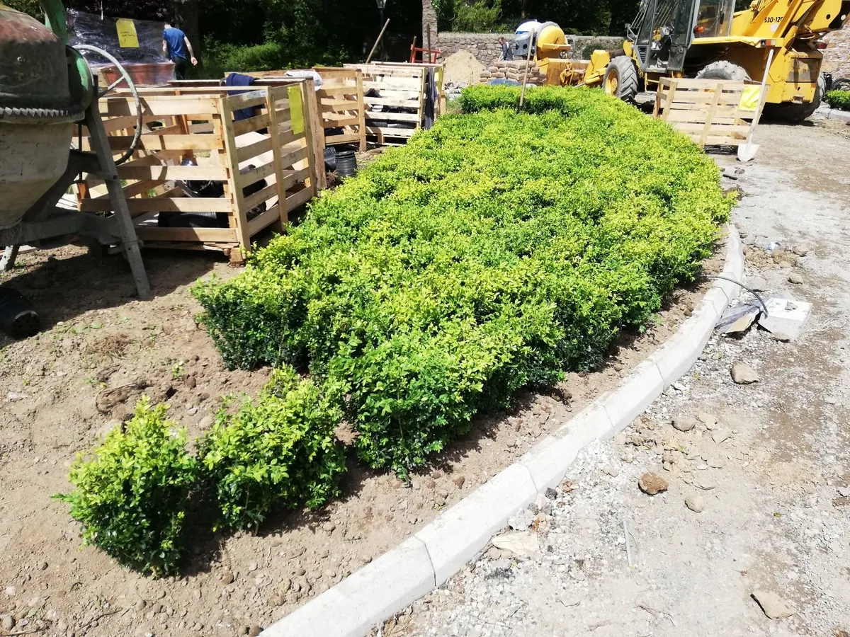 Box Hedging - Image 2