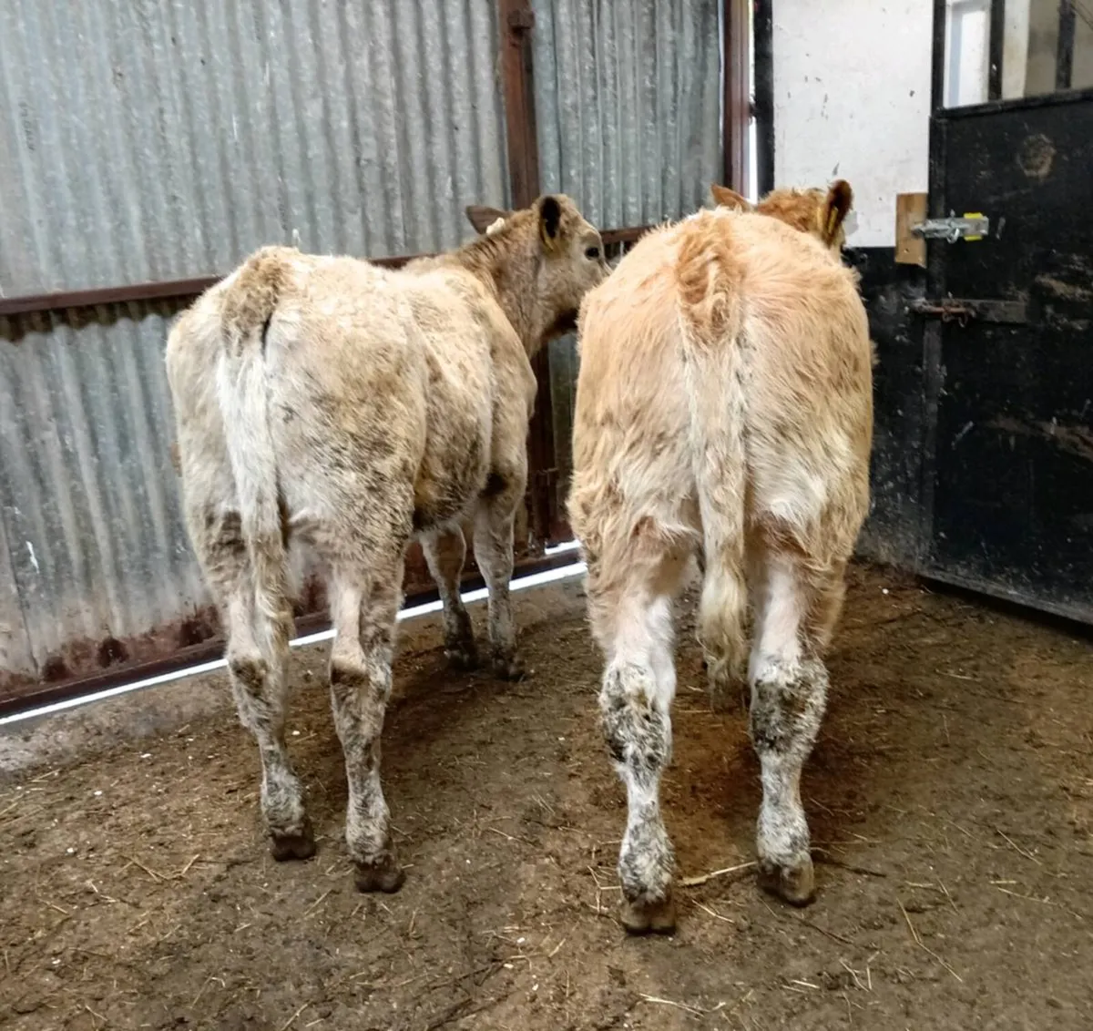 HEIFER WEANLINGS - Image 1