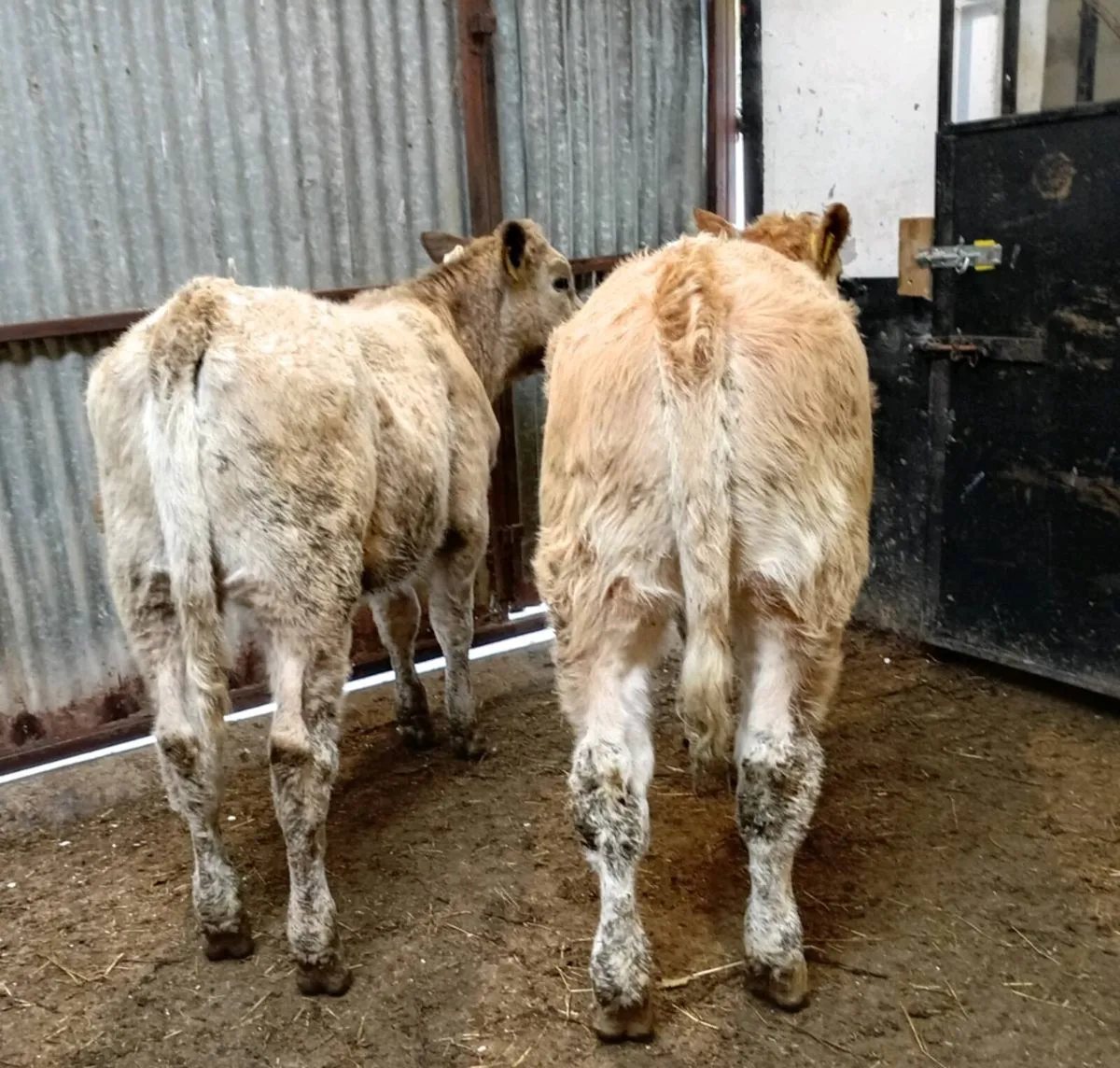 HEIFER WEANLINGS - Image 2