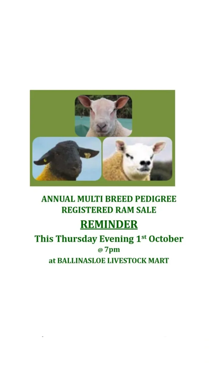 Multibreed Pedigree Ram Sale This Thurs evening