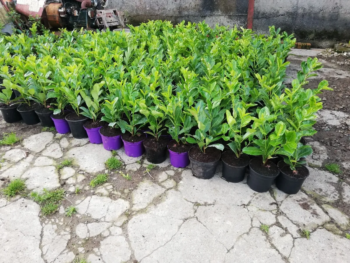 Laurel Hedging - Image 4