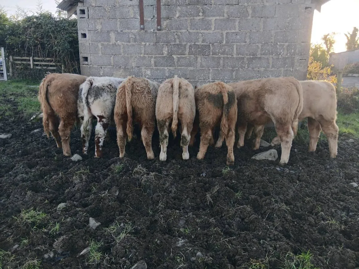 Weanling bulls - Carrigallen Mart 3rd oct - Image 2