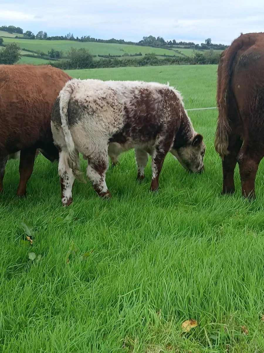 Weanling bulls - Carrigallen Mart 3rd oct - Image 4