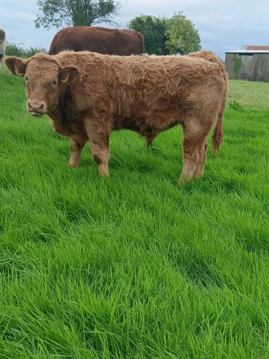 Weanling bulls - Carrigallen Mart 3rd oct - Image 1
