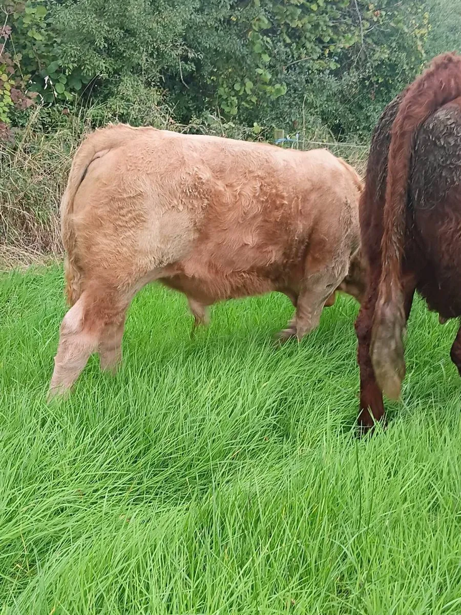 Weanling bulls - Carrigallen Mart 3rd oct - Image 3