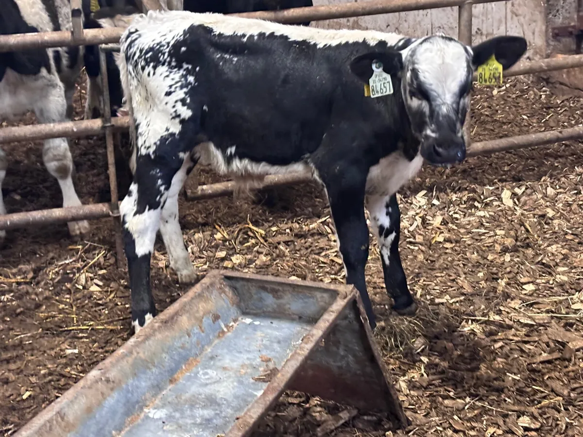 Blue bull calf for sale - Image 2