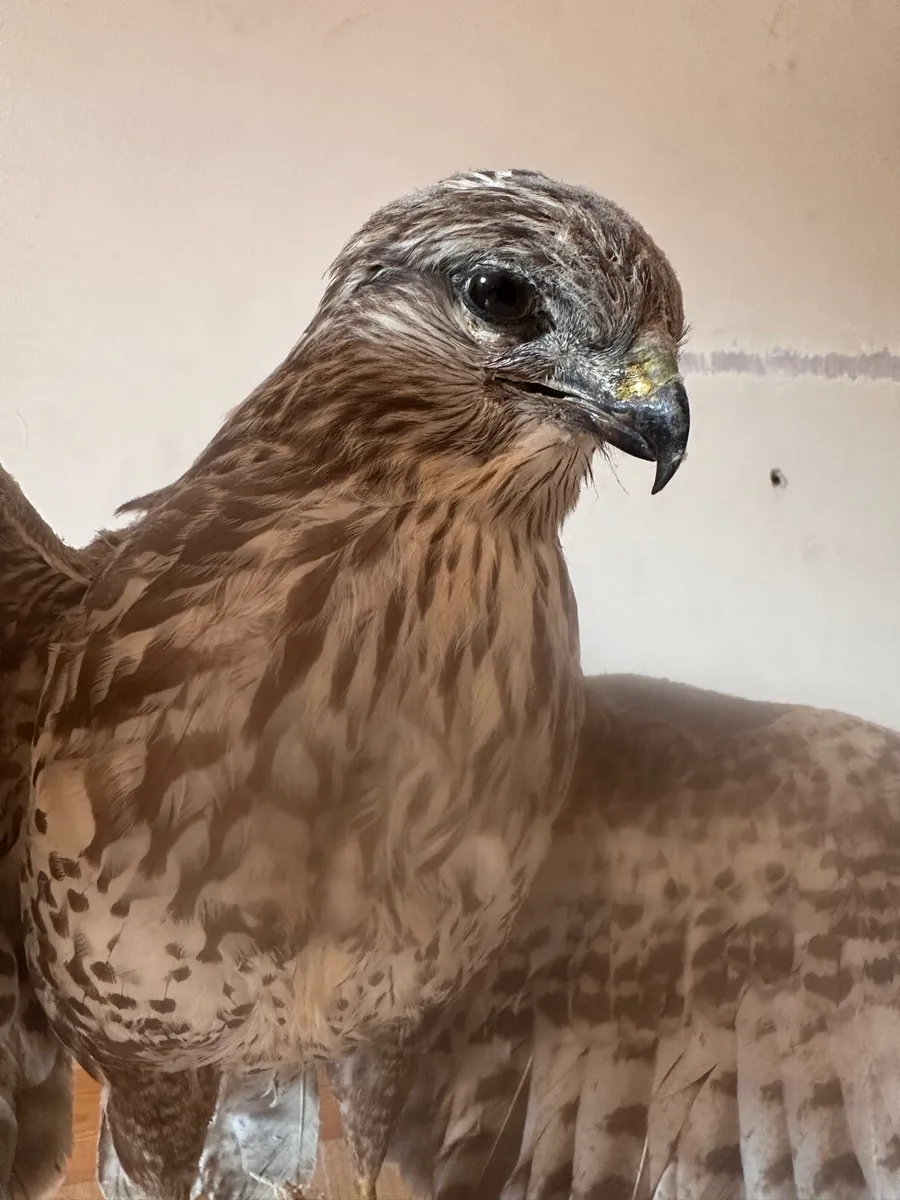 Taxidermy buzzard - Image 2