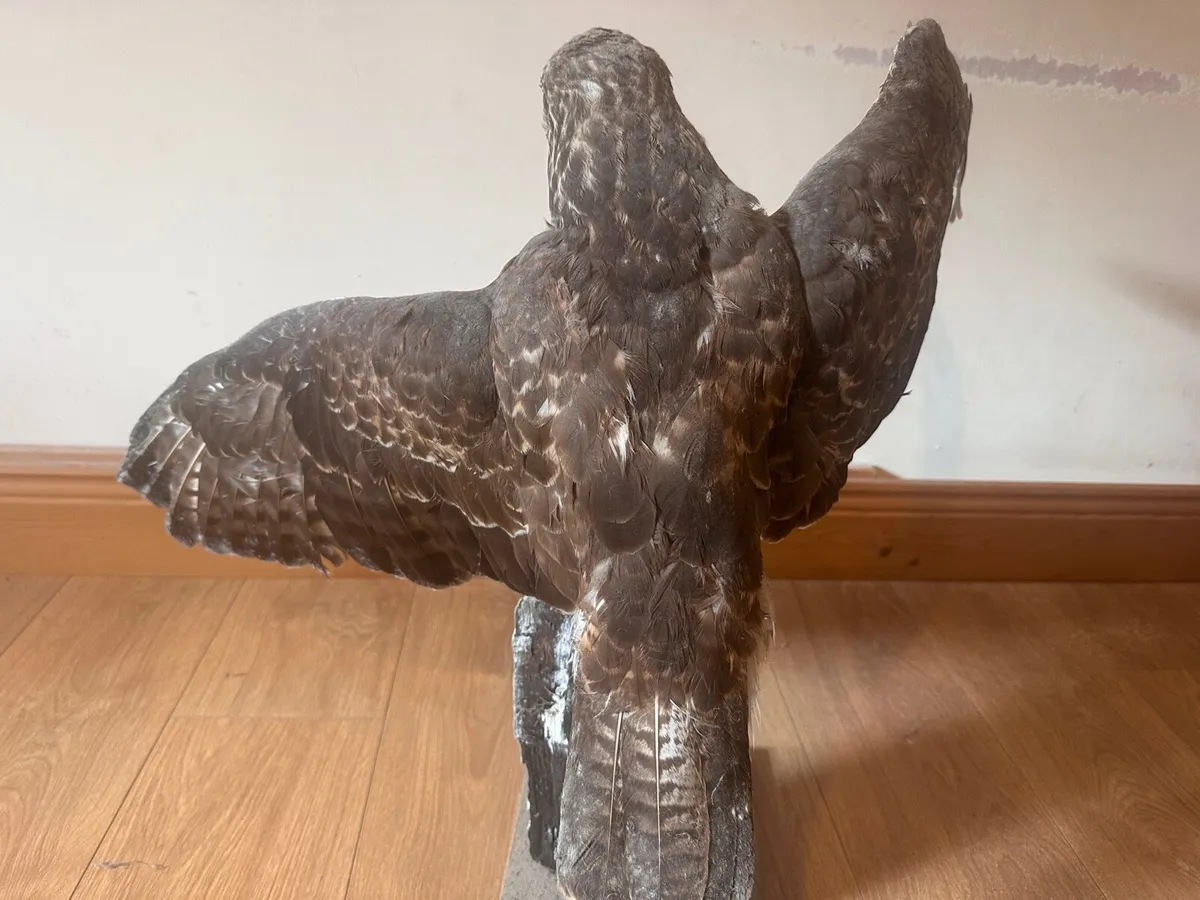 Taxidermy buzzard - Image 3